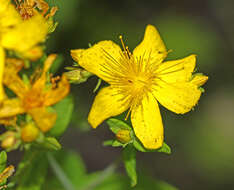 Image of Hypericum attenuatum Fisch. ex Choisy