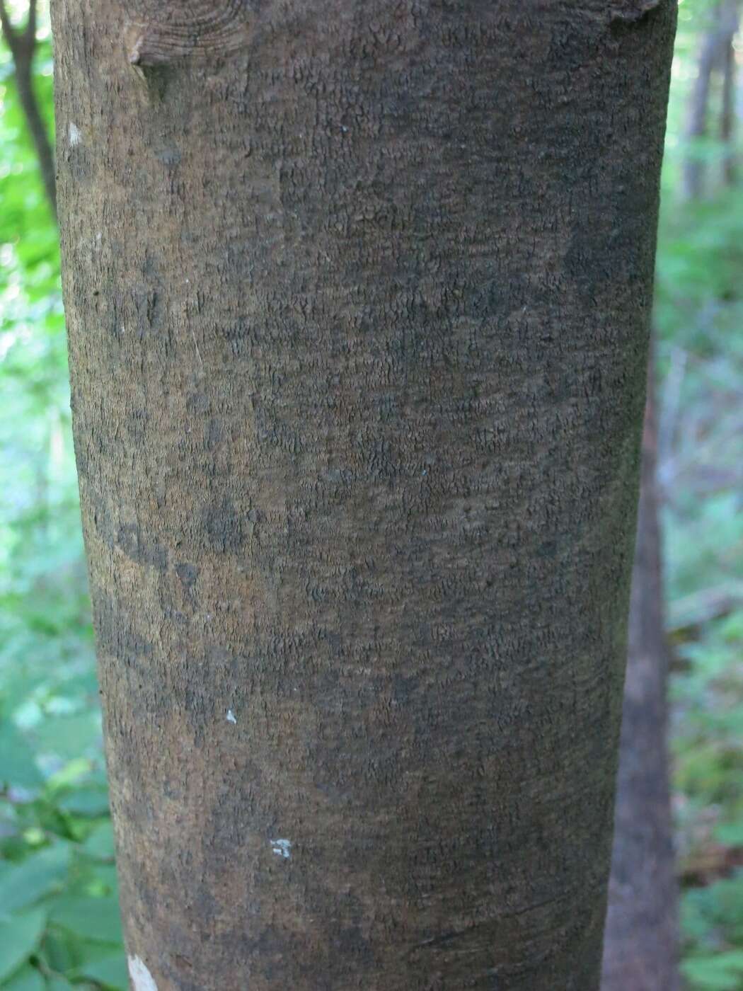 Image of yellowwood