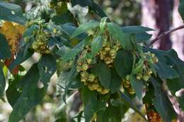 Image of Lippia chiapasensis Loes.