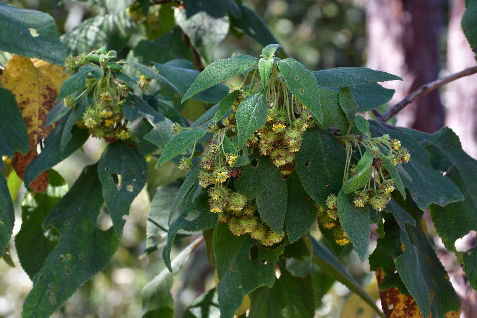 صورة Lippia chiapasensis Loes.