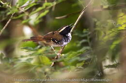 Image of White-bibbed Antbird