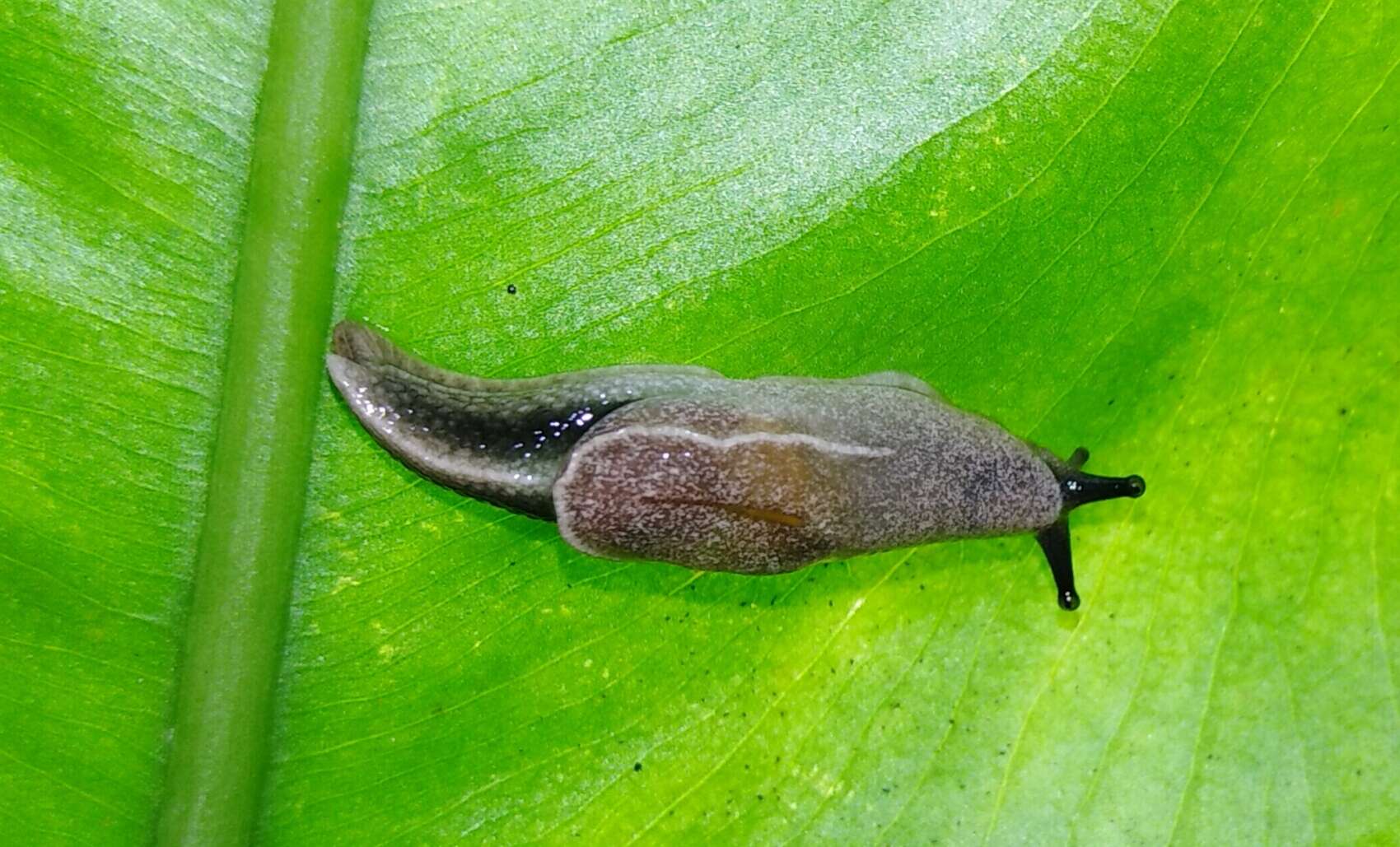 Image of Yellow-shelled semi-slugs