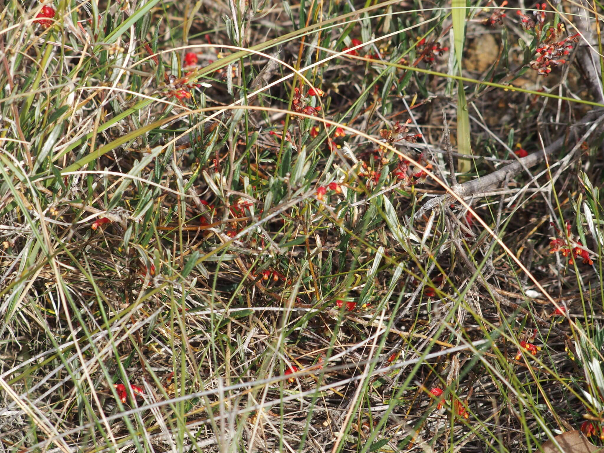 Image of Grevillea depauperata R. Br.