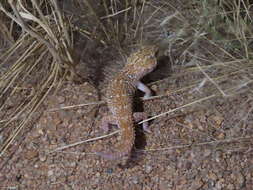 Chondrodactylus angulifer Peters 1870 resmi