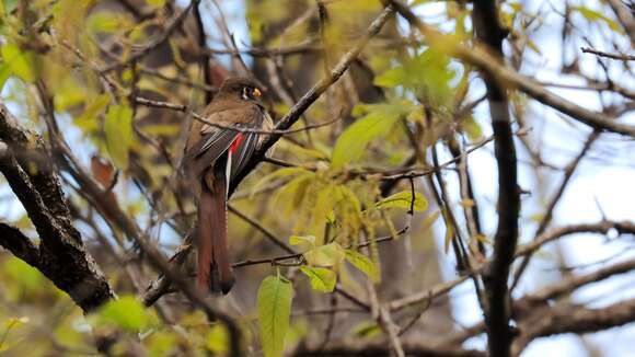 Imagem de Trogon elegans Gould 1834