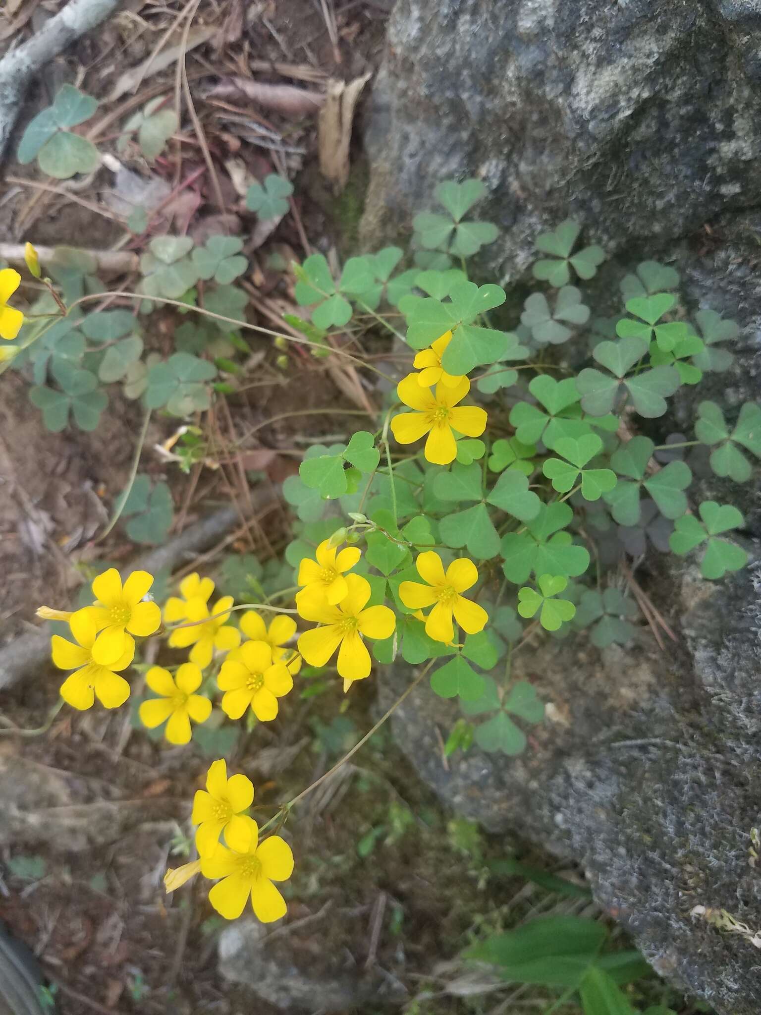 Imagem de Oxalis priceae subsp. colorea (Small) Eiten