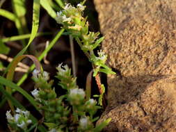 Image of Common Fringe Falseslugwort