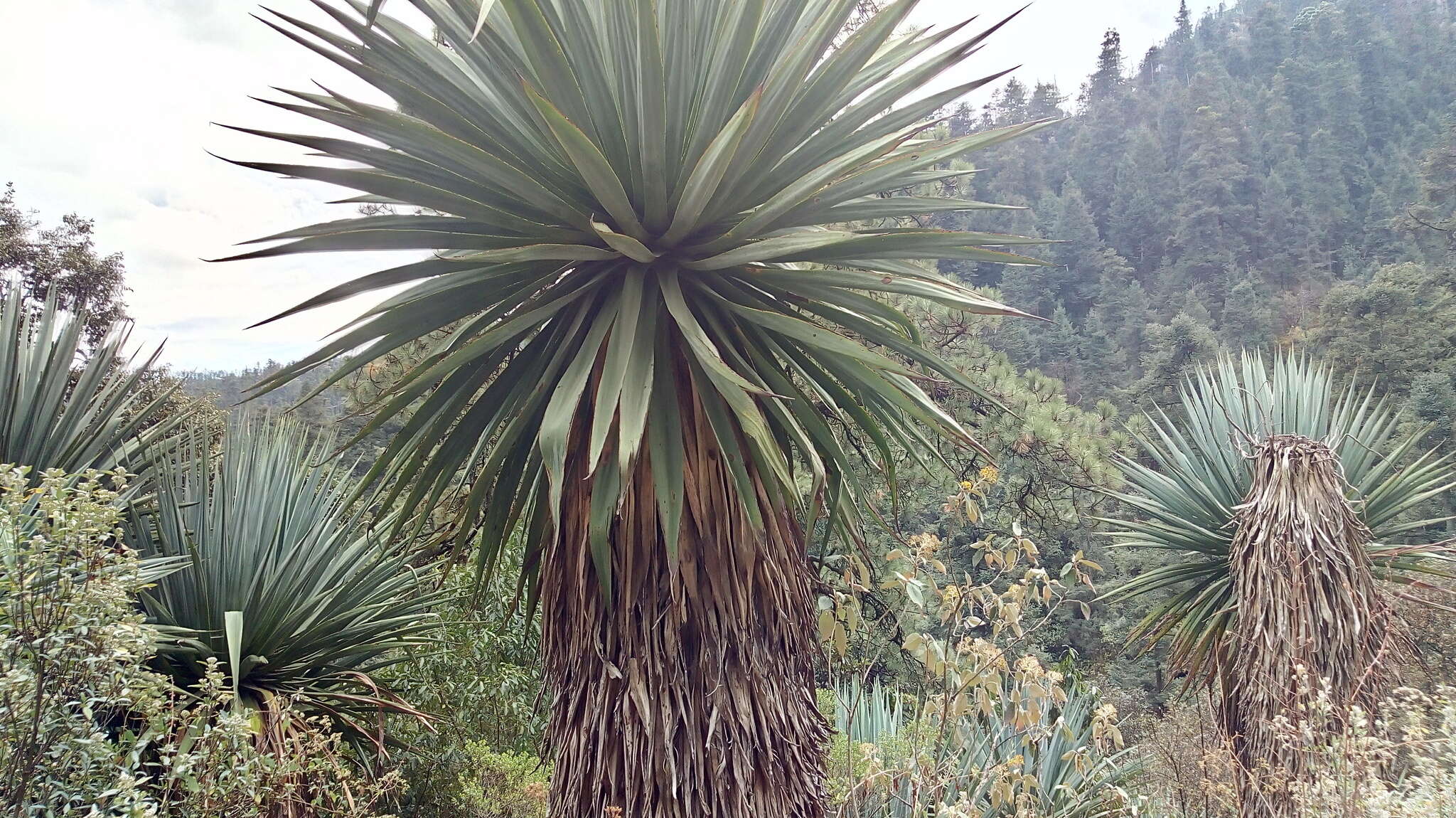 Image de Furcraea parmentieri (Roezl) García-Mend.