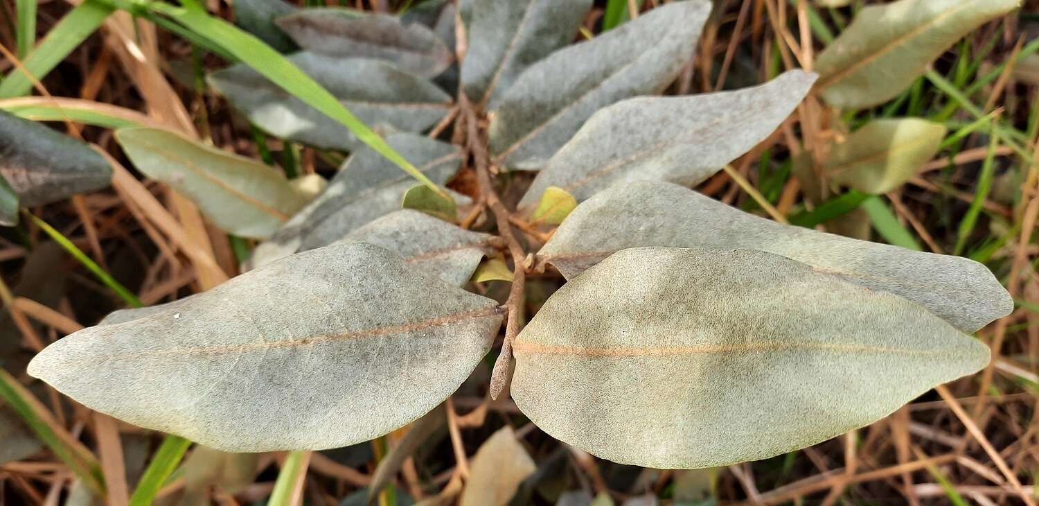 Image of Duguetia furfuracea (A. St.-Hil.) Saff.