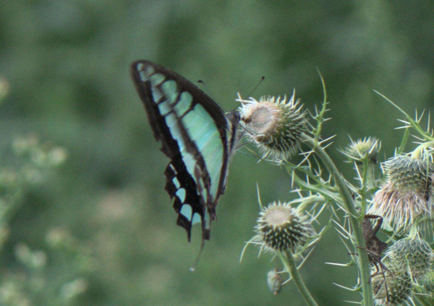 Image of Glassy Bluebottle Butterfly