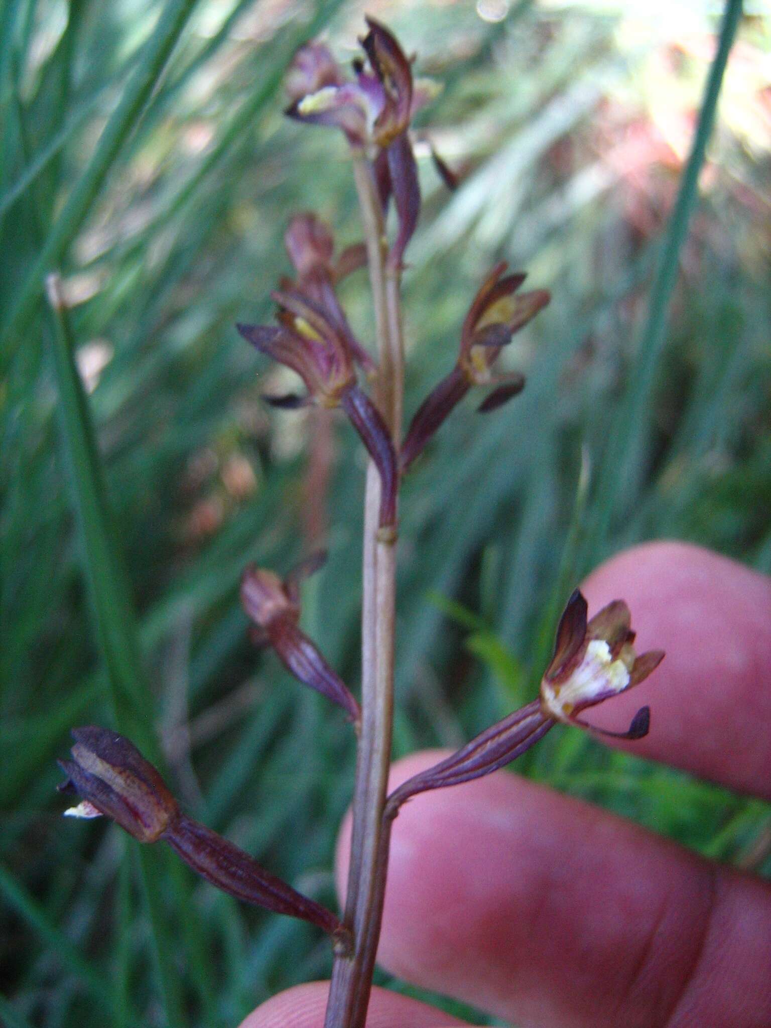 Image of Corallorhiza bulbosa A. Rich. & Galeotti