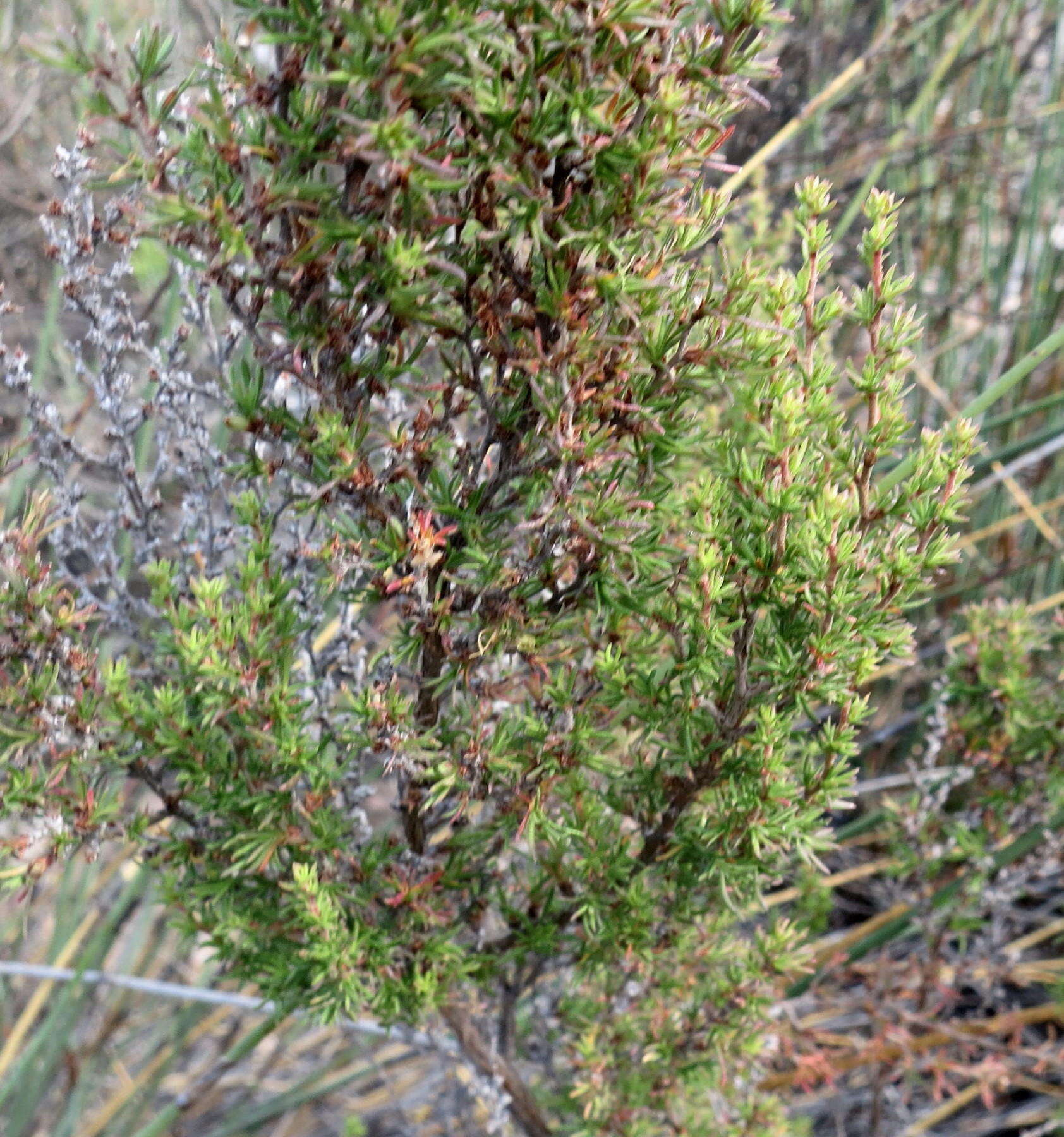 Image of Cliffortia arcuata Weim.