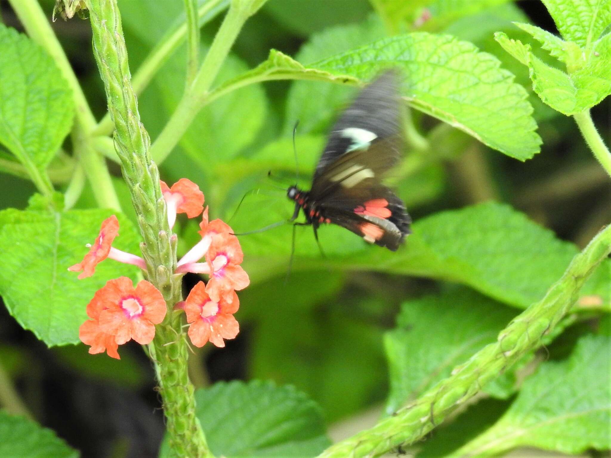 صورة <i>Parides eurimedes mylotes</i> (Bates 1861)