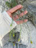 Image of rock flax