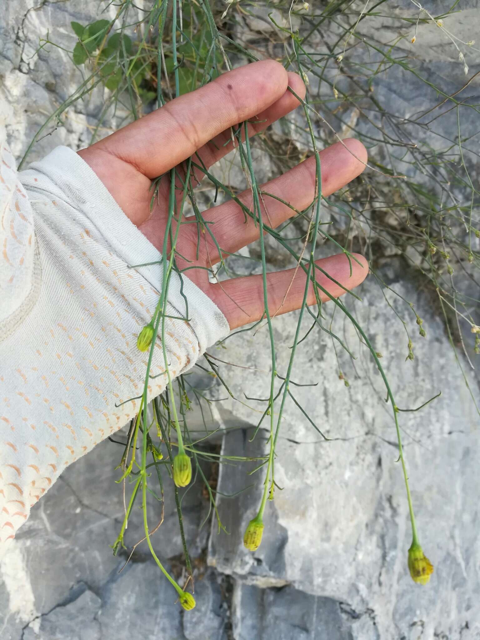 Image of rock flax