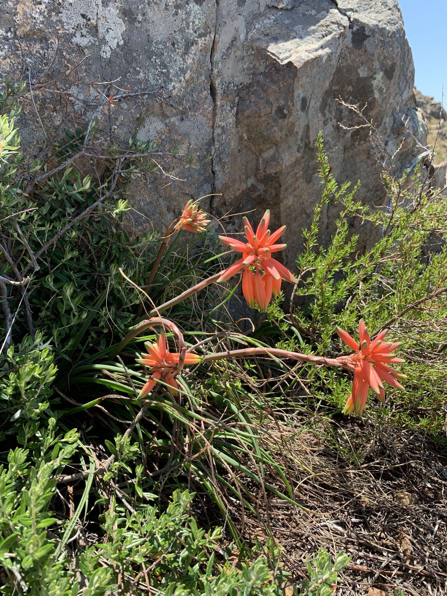 Image of Aloe chortolirioides var. woolliana (Pole-Evans) Glen & D. S. Hardy