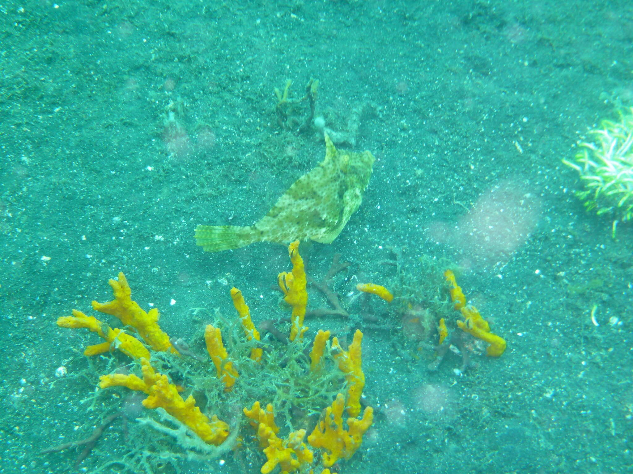 Image of Pseudomonacanthus