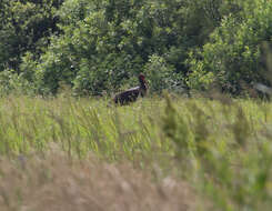 Image of Black Stork