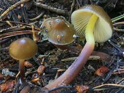 Sivun Mycena nivicola B. A. Perry & Desjardin 2016 kuva