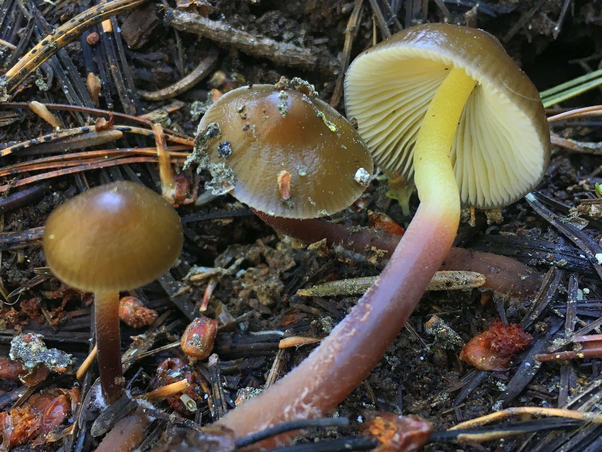 Mycena nivicola B. A. Perry & Desjardin 2016的圖片