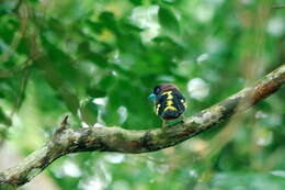 Image of Banded Broadbill