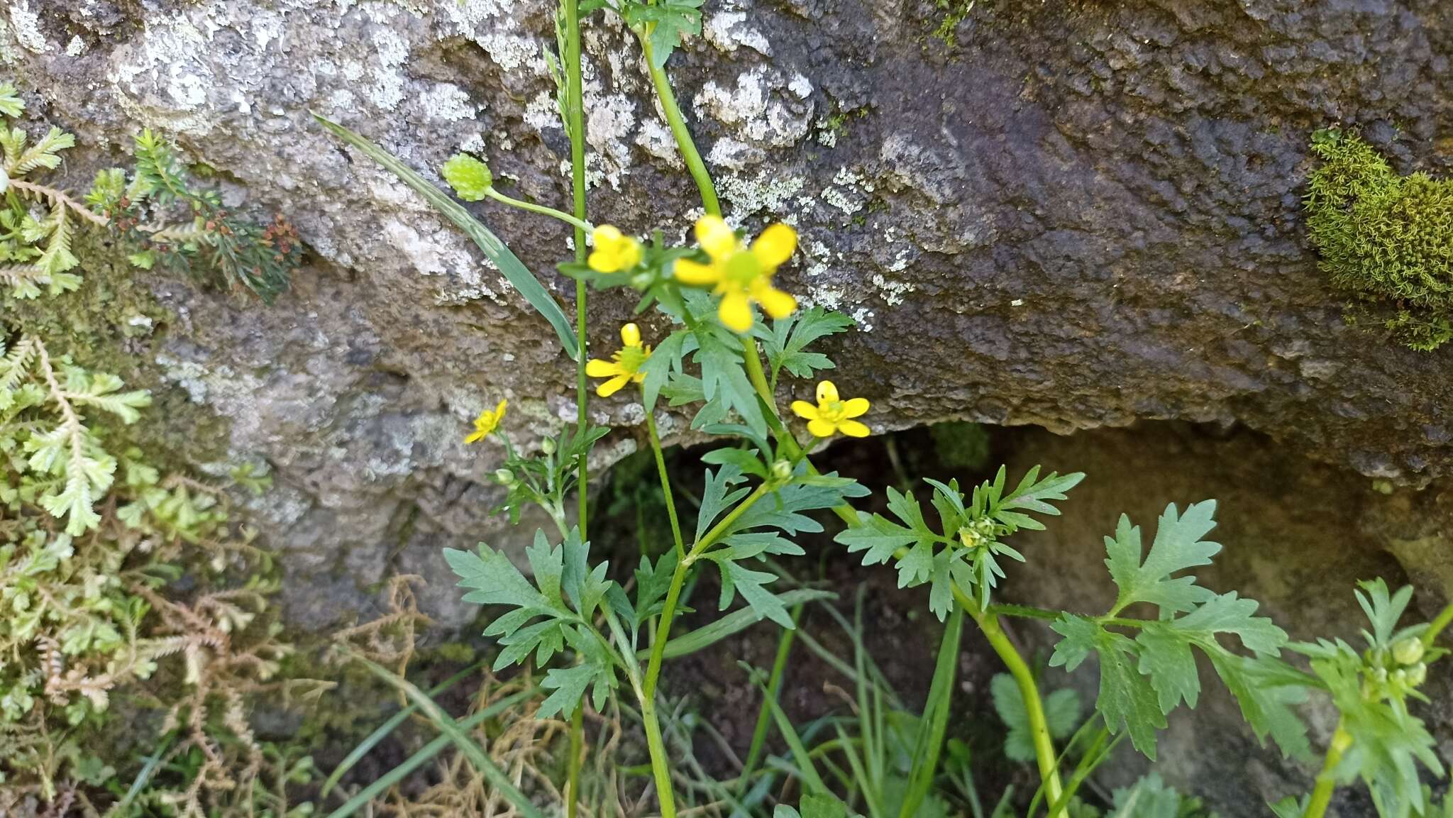 Image of threelobe buttercup