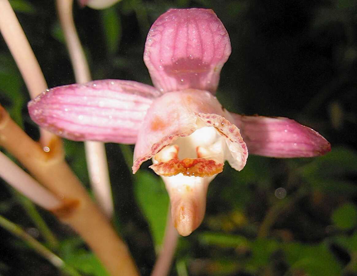 Image of Yoania japonica Maxim.