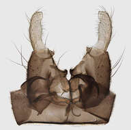 Image of Dixa nubilipennis Curtis 1832