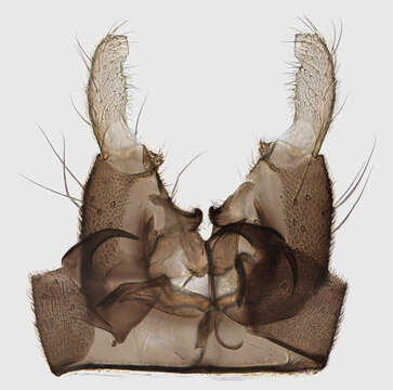 Image de Dixa nubilipennis Curtis 1832