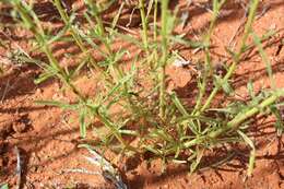 Image of Hermbstaedtia fleckii (Schinz) Bak. & C. B. Cl.