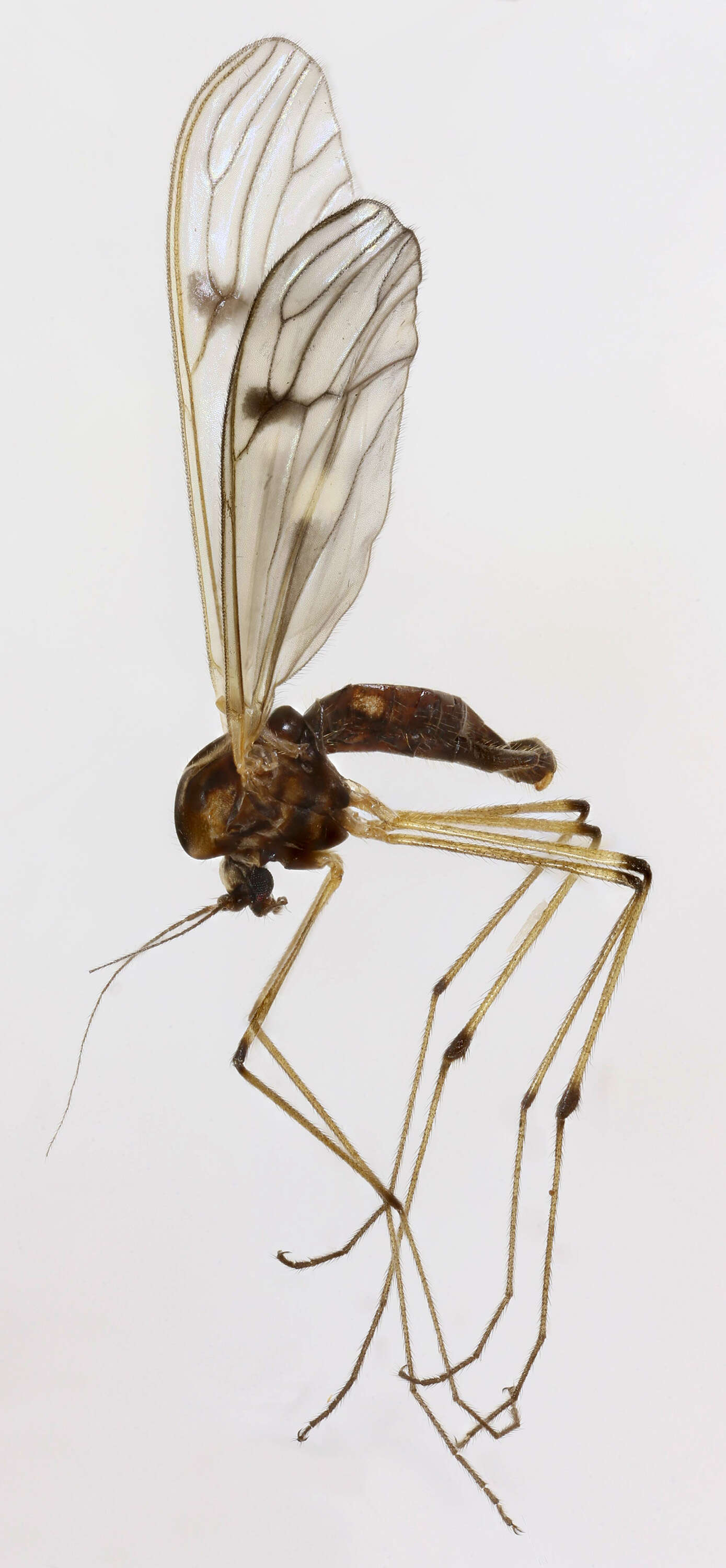 Image of Dixa nubilipennis Curtis 1832
