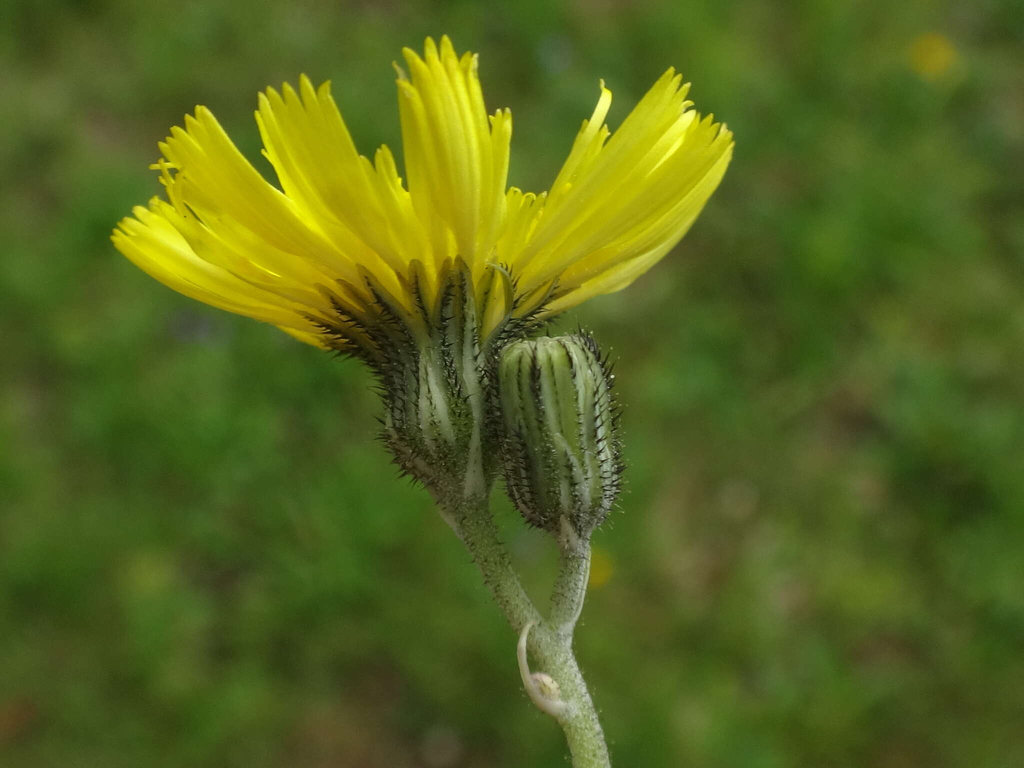 Image of Pilosella lactucella (Wallr.) P. D. Sell & C. West