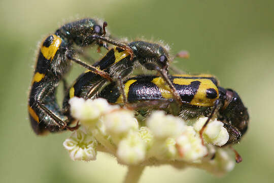 Image of Ornate Checkered Beetle