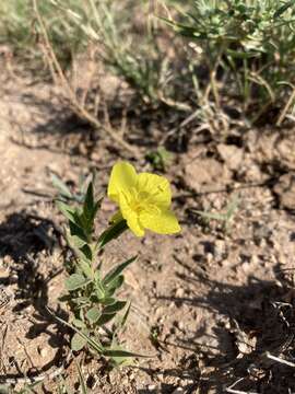 Image de Oenothera tubicula Gray