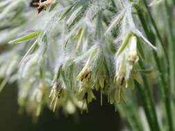 Cynoglossum umbellatum Waldst. & Kit.的圖片