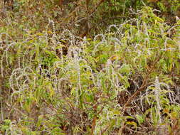 Image of Asterohyptis seemannii (A. Gray) Epling