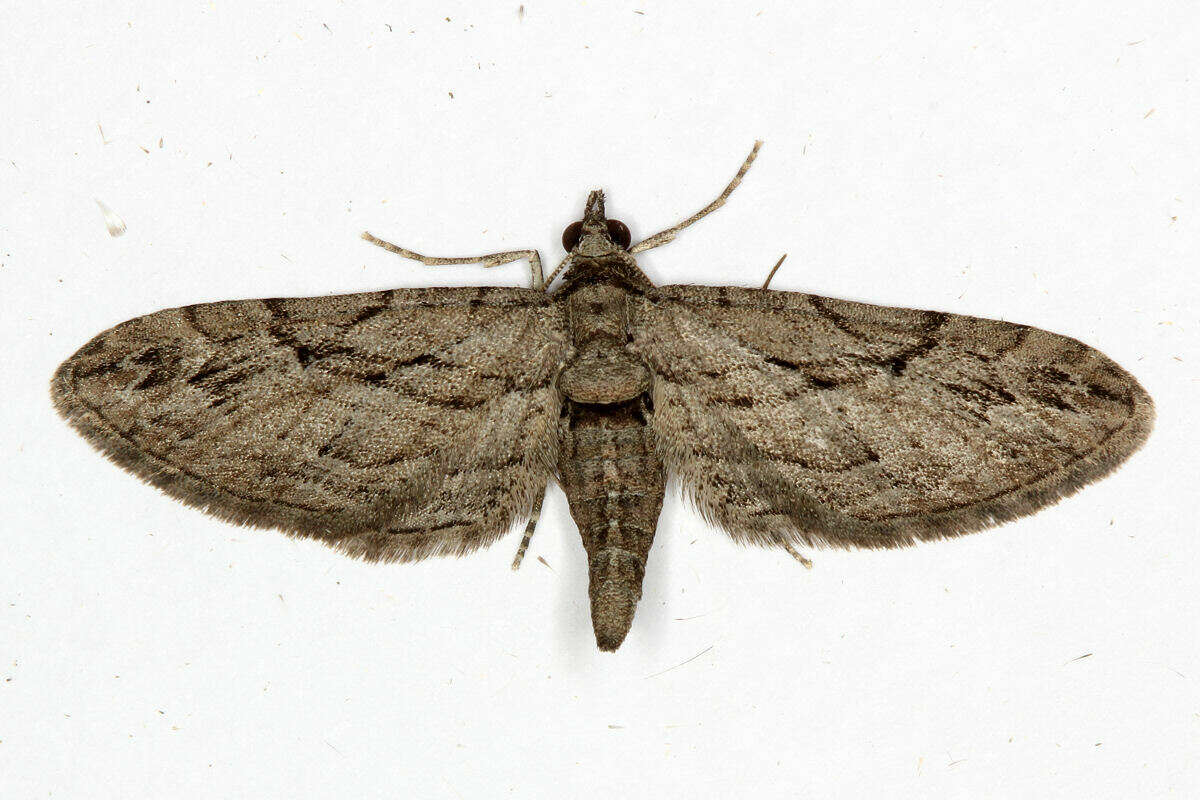 Слика од Eupithecia phoeniceata Rambur 1834