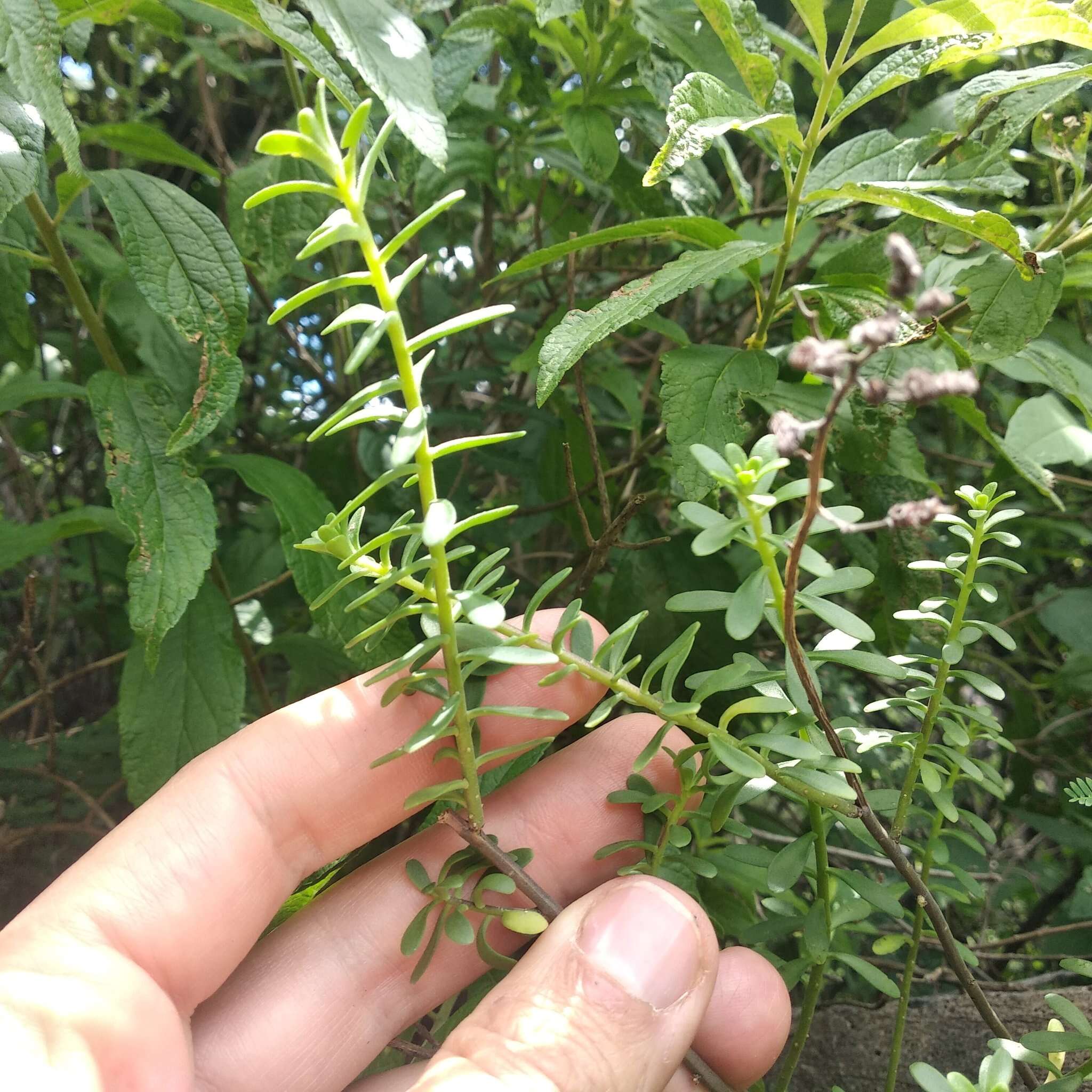 Image of Sedum quevae