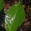 Image de Ardisia costaricensis Lundell