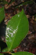 Image de Ardisia costaricensis Lundell