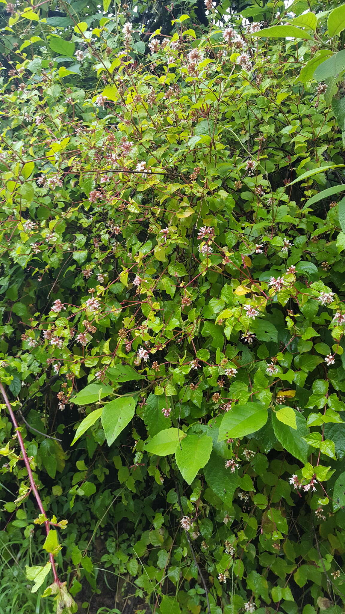 Image of Pisoniella arborescens (Lag. & Rodr.) Standl.