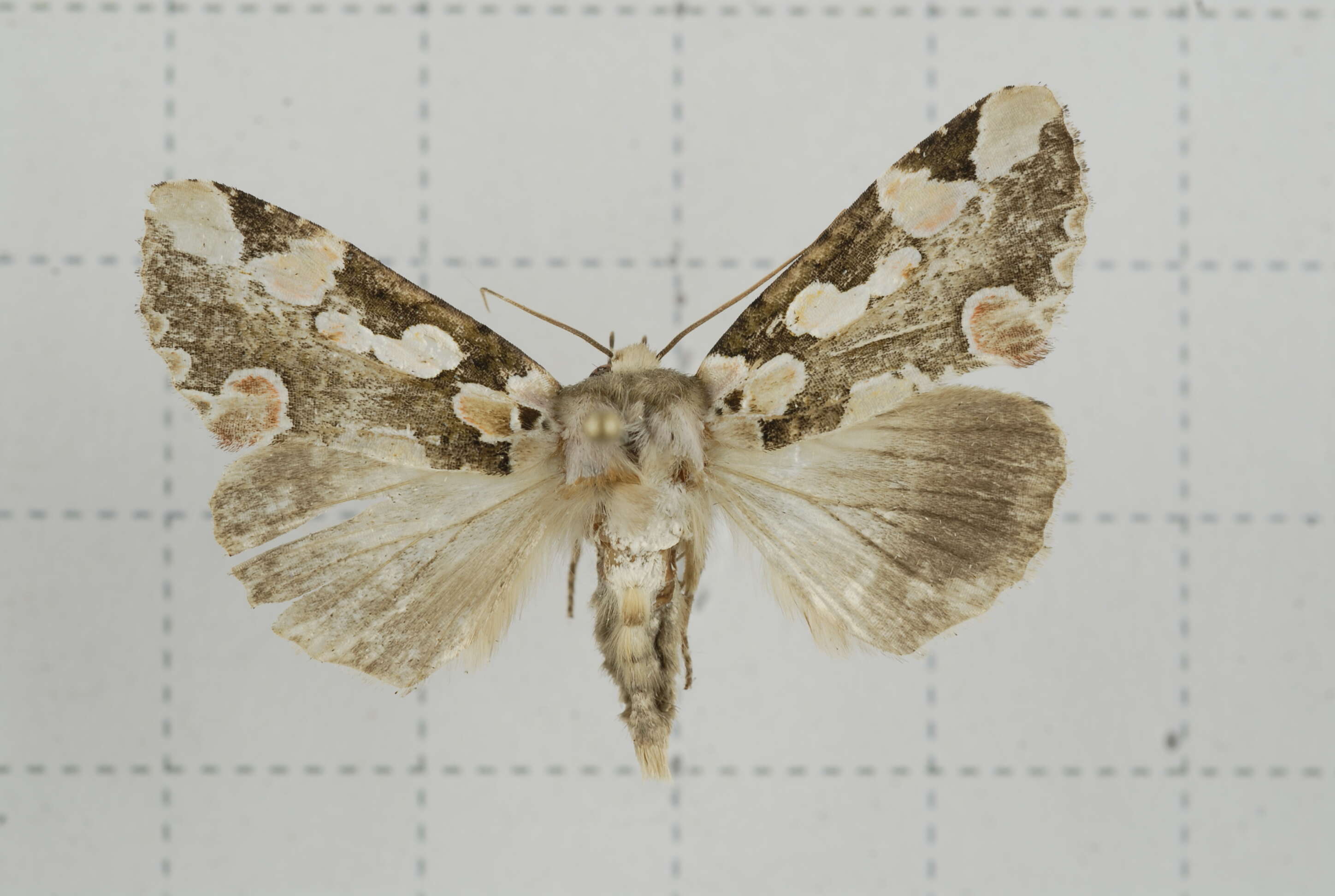 Image of Horithyatira decorata Moore 1881