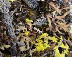 Image of dactylina lichen