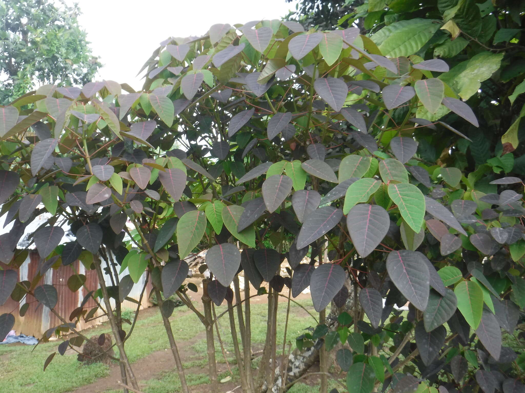 Image of Mexican shrubby spurge