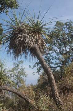 Image of Nolina caxcana