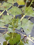 Image of Holly-leaved Naiad