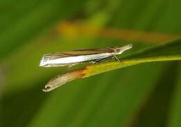 Image of Large-striped Grass-veneer Moth