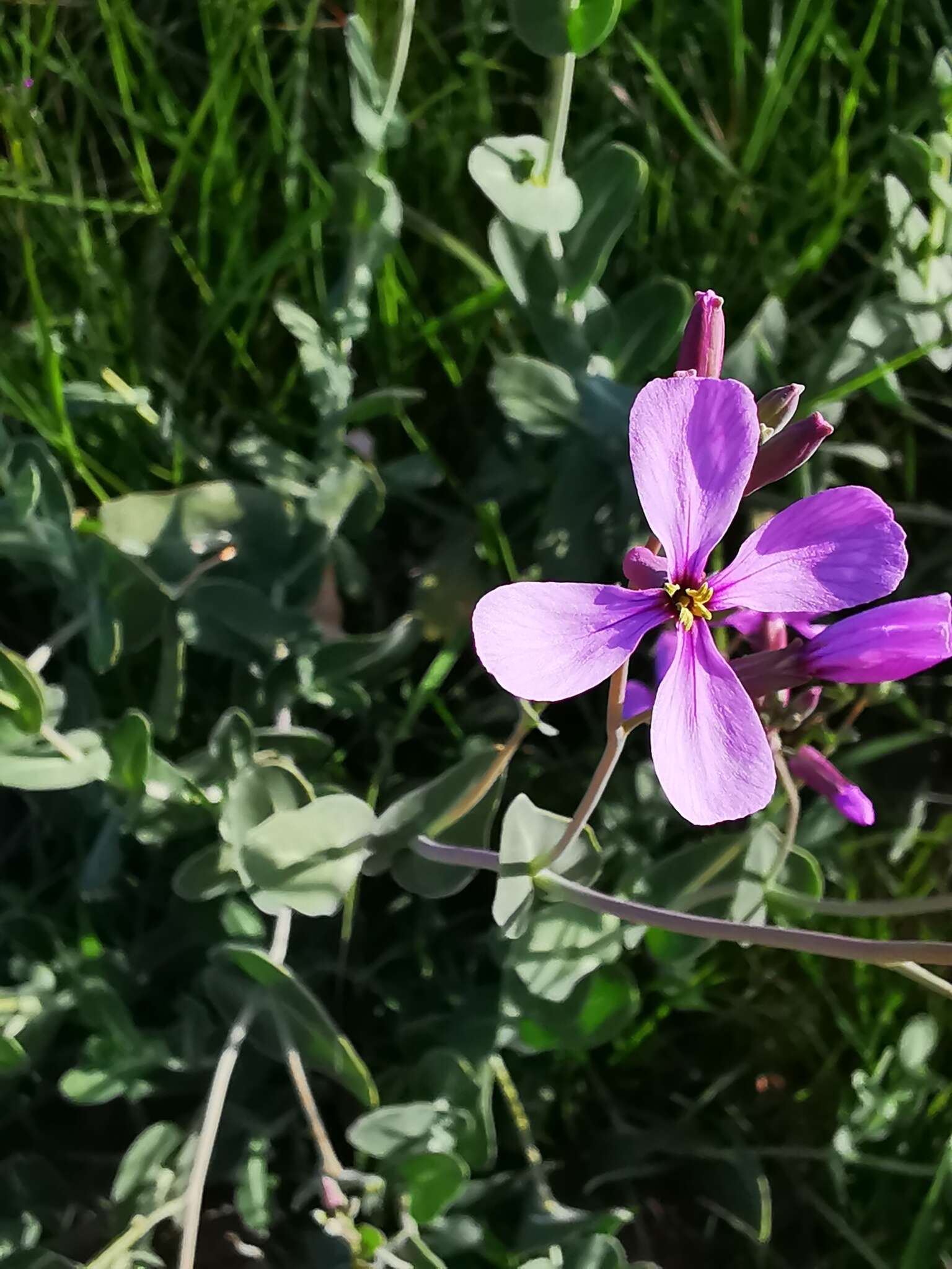 Image of mustard