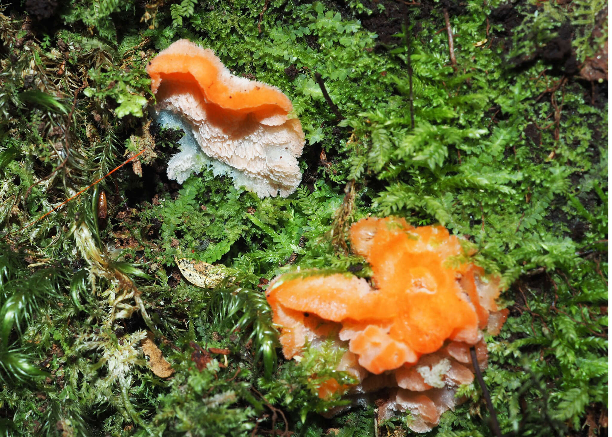 Image of Tyromyces pulcherrimus (Rodway) G. Cunn. 1965