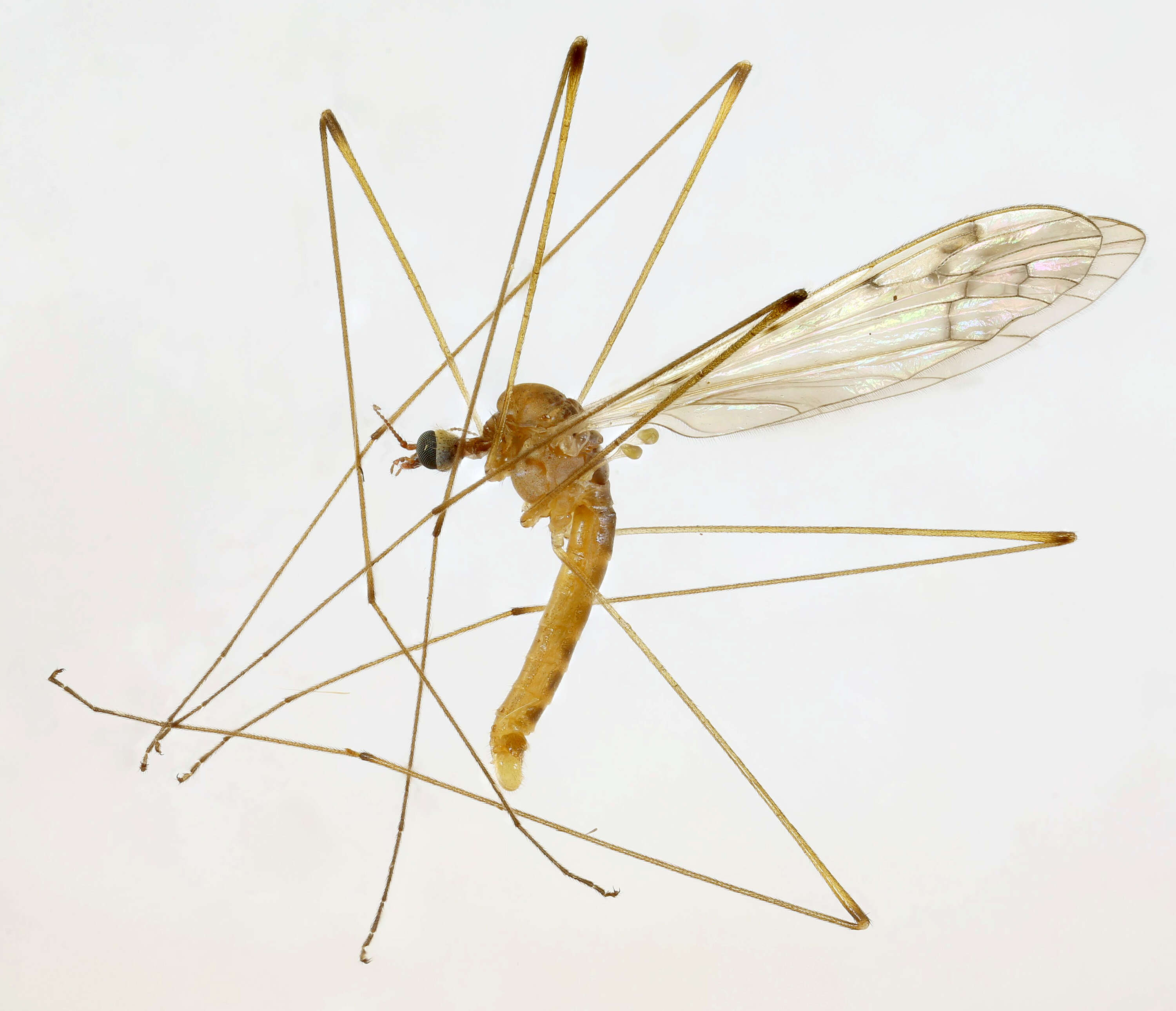 Image of Dicranomyia (Dicranomyia) chorea (Meigen 1818)